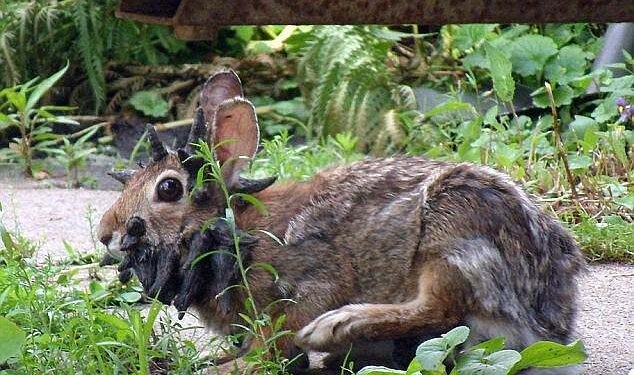 Conejos zombies con cuernos en Fort Collins Colorado