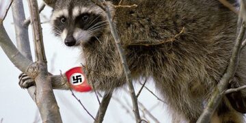 Mapache en un árbol con un símbolo de esvástica en su brazo.