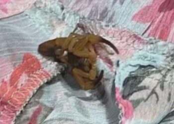 Escorpión en la ropa.