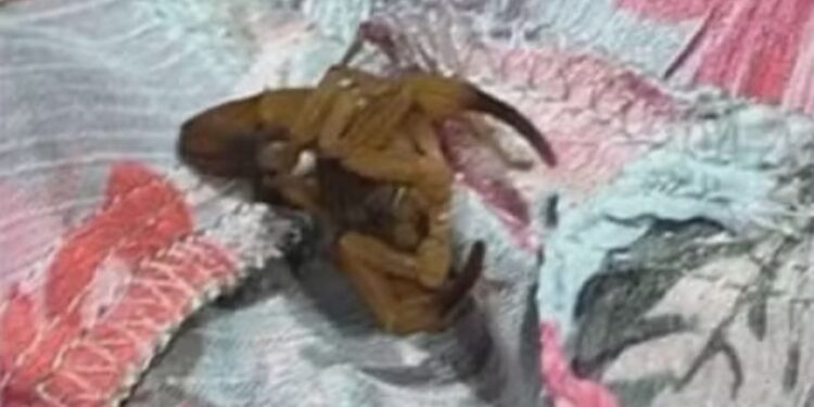 Escorpión en la ropa.