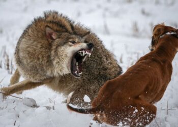Un lobo descubre sus dientes mientras ataca a un lobo en la nieve.