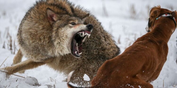 Un lobo descubre sus dientes mientras ataca a un lobo en la nieve.