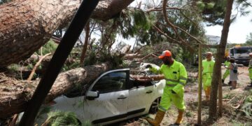Los trabajadores de rescate eliminando un árbol caído de un automóvil.