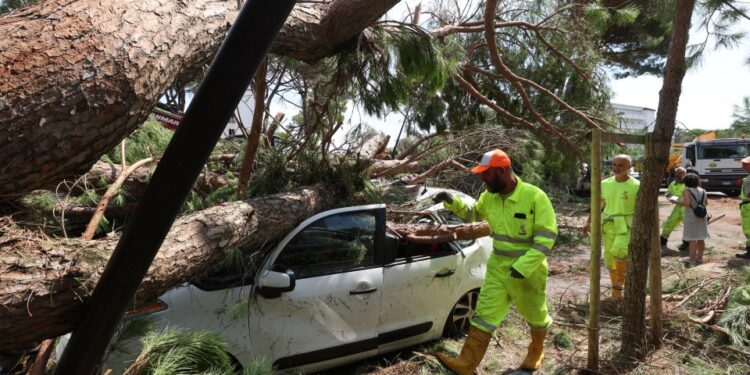 Los trabajadores de rescate eliminando un árbol caído de un automóvil.