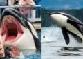 La entrenadora de ORCA Jessica Radcliffe Incidente: ¿Ella sigue viva?