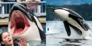 La entrenadora de ORCA Jessica Radcliffe Incidente: ¿Ella sigue viva?