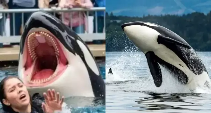La entrenadora de ORCA Jessica Radcliffe Incidente: ¿Ella sigue viva?
