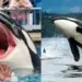 La entrenadora de ORCA Jessica Radcliffe Incidente: ¿Ella sigue viva?