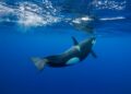 Orca nadando bajo el agua.