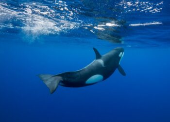 Orca nadando bajo el agua.