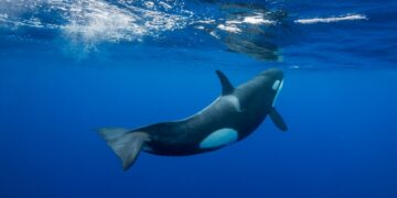 Orca nadando bajo el agua.