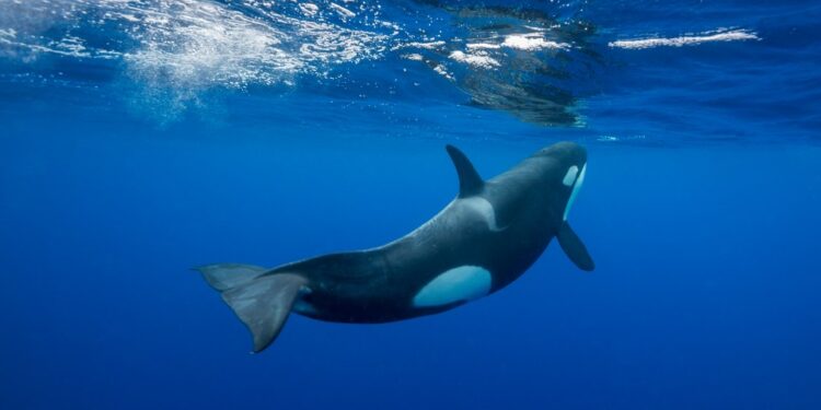 Orca nadando bajo el agua.