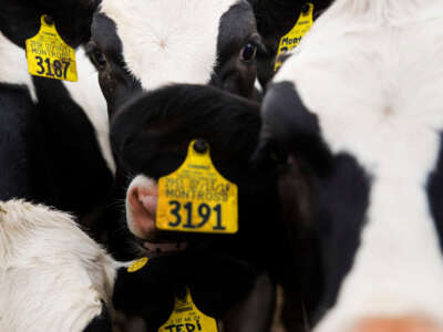 Las vacas se paran en un corral en la instalación de novillas de Jordan Dairy Farms en Spencer, Massachussetts, el 5 de junio de 2020.