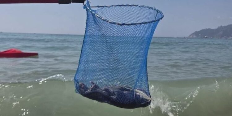 Una red que contiene una rata muerta sacada del océano.