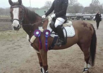 Chica montando pony marrón con rosetas.