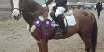 Chica montando pony marrón con rosetas.