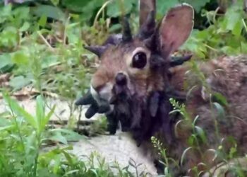 Conejo con crecimientos oscuros en forma de cuerno en la cara.