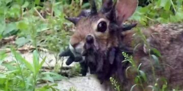 Conejo con crecimientos oscuros en forma de cuerno en la cara.