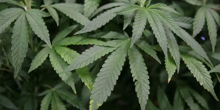 Los guardabosques despejan miles de plantas de marihuana, pesticidas prohibidos del Parque Nacional Sequoia