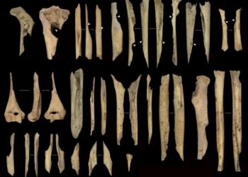 Restos humanos canibalizados de un choque neolítico.