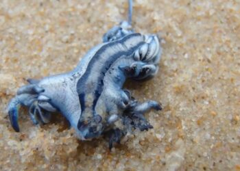 Primer plano de una babosa de mar de dragón azul en arena.