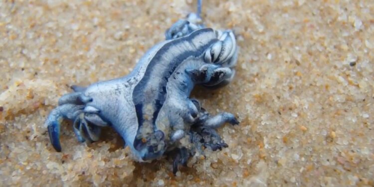 Primer plano de una babosa de mar de dragón azul en arena.