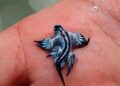 Foto de una babosa de mar de dragón azul en una mano.