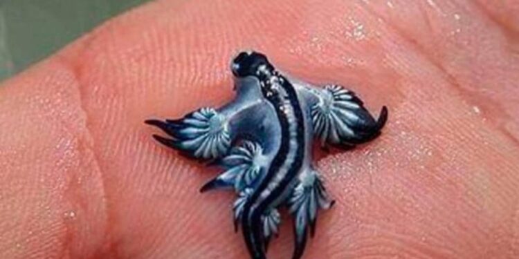 Foto de una babosa de mar de dragón azul en una mano.