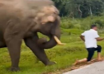 El turista huye de cargar elefante.