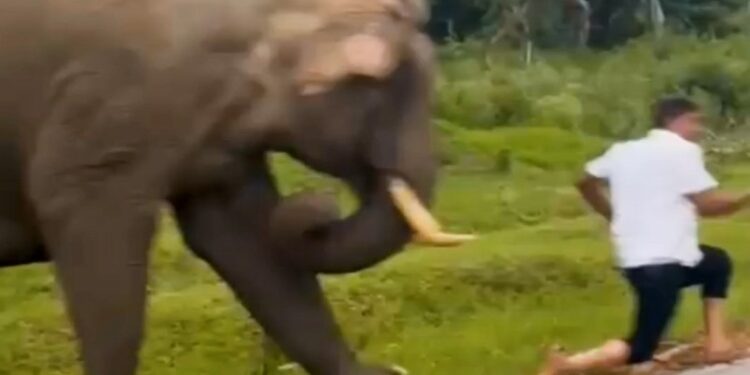 El turista huye de cargar elefante.