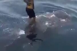 Persona parada sobre una ballena en el océano.