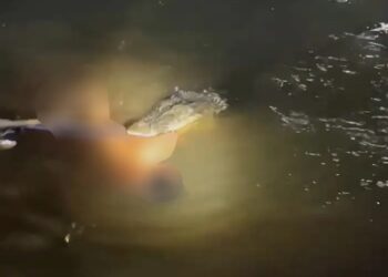 Cocodrilo atacando a un hombre en un río.