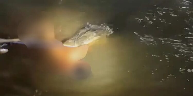 Cocodrilo atacando a un hombre en un río.