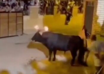 Toro con antorchas en llamas en sus cuernos derriba a un hombre y toma su bolso.
