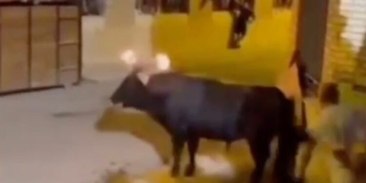 Toro con antorchas en llamas en sus cuernos derriba a un hombre y toma su bolso.