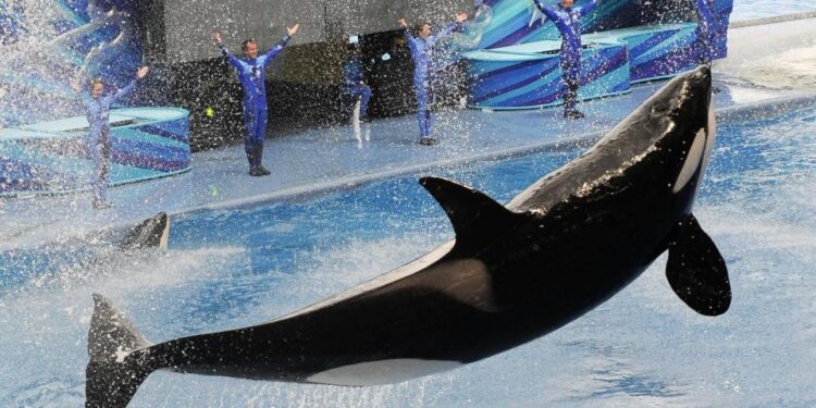 Orca saltando del agua durante un espectáculo.