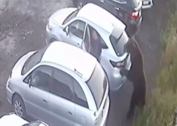 Un oso marrón atacando un auto plateado en un estacionamiento.