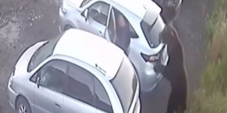 Un oso marrón atacando un auto plateado en un estacionamiento.