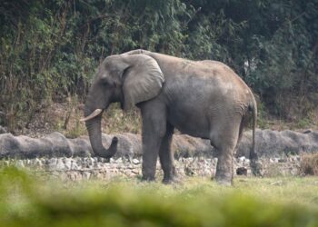 Shankar, un elefante africano, en el zoológico de Delhi.