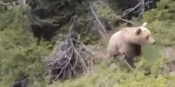 Oso marrón caminando a través de una densa vegetación verde y árboles.