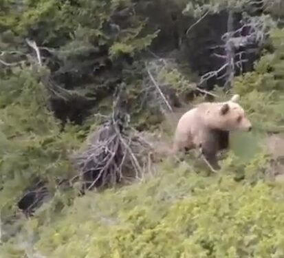 Oso marrón caminando a través de una densa vegetación verde y árboles.