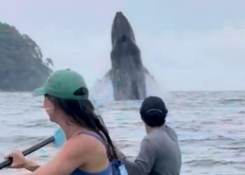 Dos kayakistas miran una violación de una ballena en el océano.