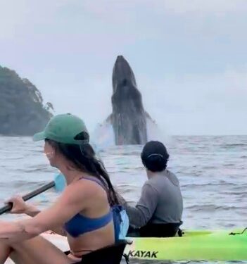 Dos kayakistas miran una violación de una ballena en el océano.