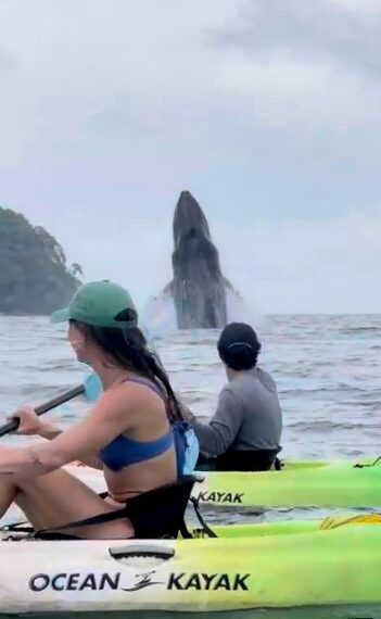 Dos kayakistas miran una violación de una ballena en el océano.