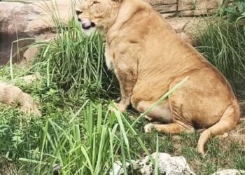 Un león gordito se sienta en la hierba en el zoológico de Chengdu, con la lengua afuera.