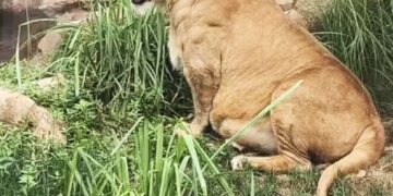 Un león gordito se sienta en la hierba en el zoológico de Chengdu, con la lengua afuera.