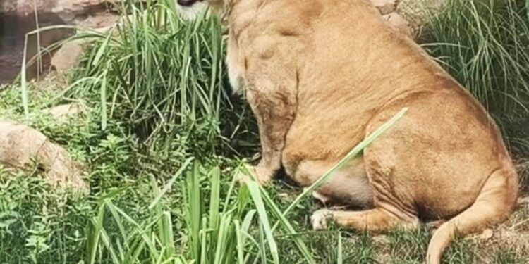Un león gordito se sienta en la hierba en el zoológico de Chengdu, con la lengua afuera.