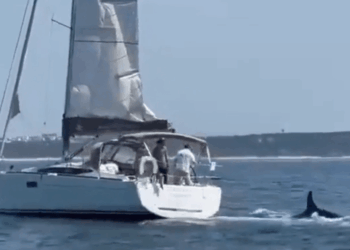 Sailboat con dos personas a bordo seguidas por una orca.