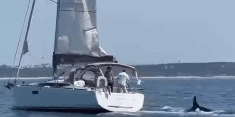 Sailboat con dos personas a bordo seguidas por una orca.