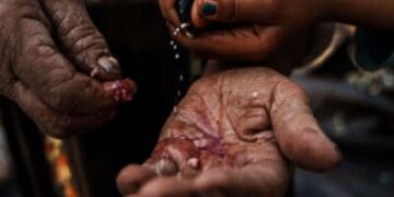 Una palma se extiende a medida que las semillas caen en ella